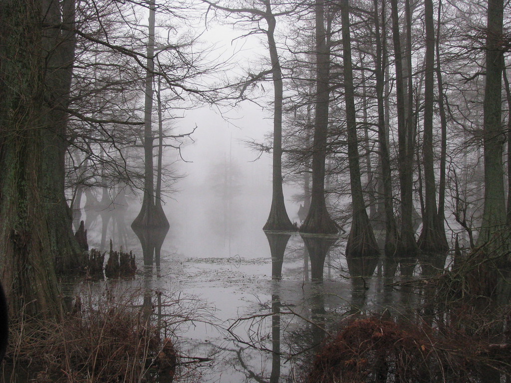 Slippery Secrets, Shadowy Figures Part 1: The Whispers of the Everglades