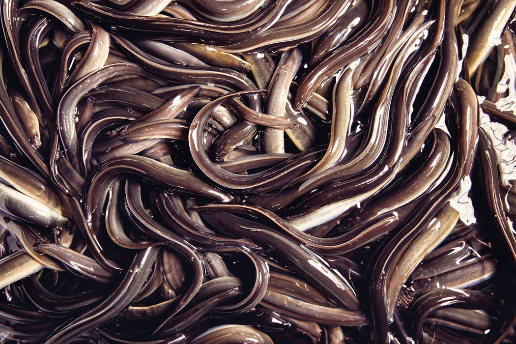 Slippery Secrets, Shadowy Figures Part 2: Monty’s Eel-y Encounter