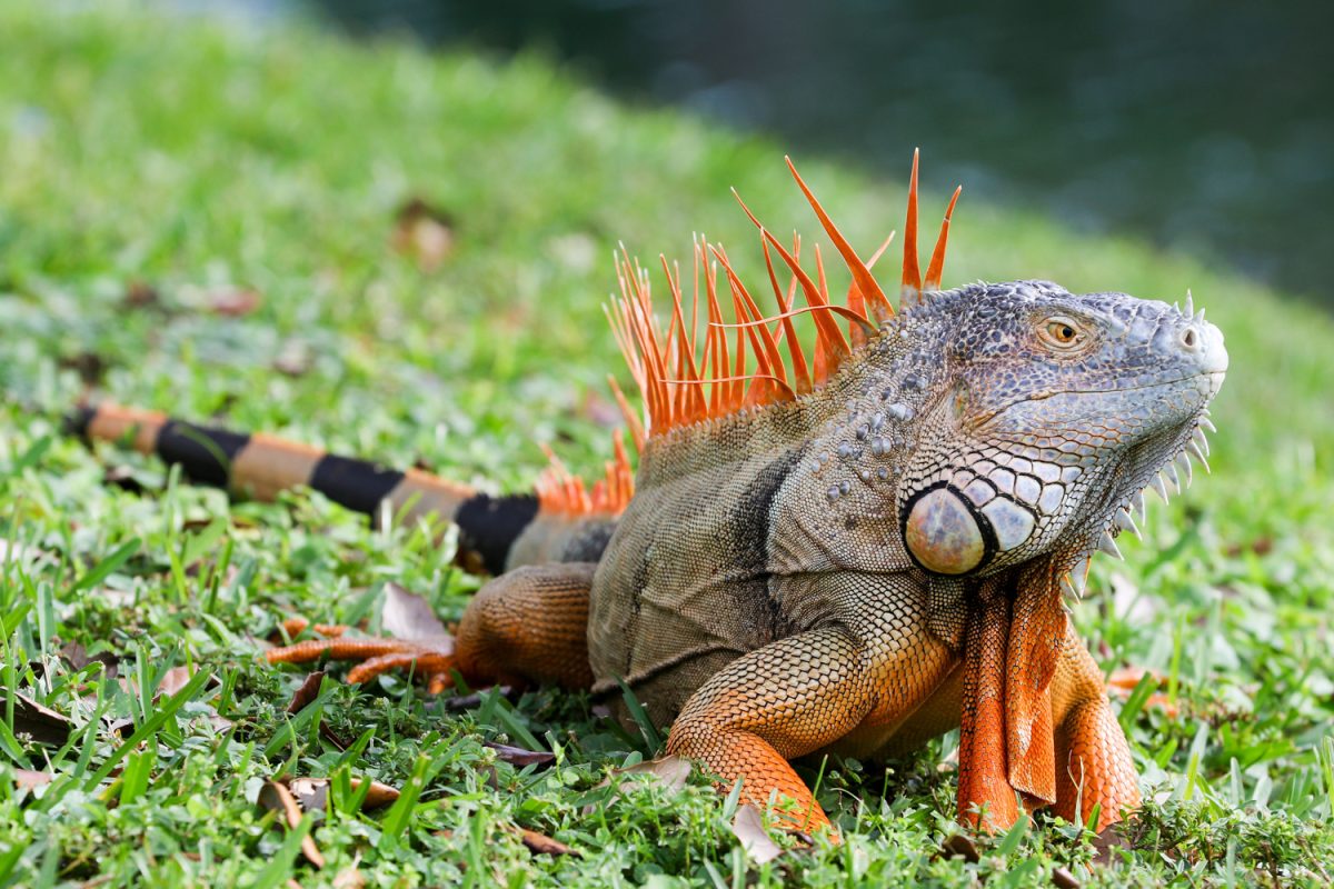 Garden of Green Glare: Monty, Mystic Lizards, and a Shamanic Snag